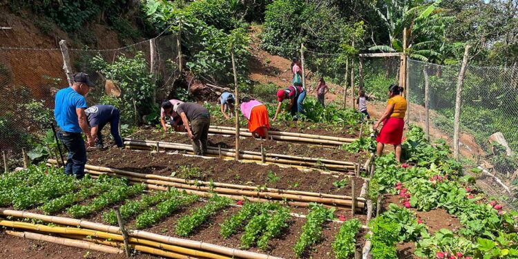 Cosecha exitosa en comunidades de Jocotán impulsa la disponibilidad de alimentos