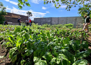 Cuando cultivar la tierra se convierte en un camino para prosperar