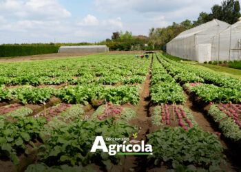 Diccionario Agrícola: Diversificación de Cultivos