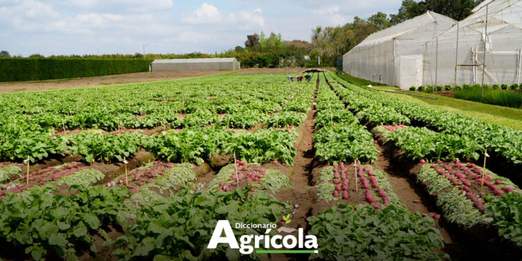 Diccionario Agrícola: Diversificación de Cultivos