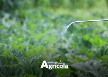 Diccionario Agrícola: Fertilización Foliar