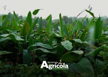 Diccionario Agrícola: Zonas de Recarga Hídrica