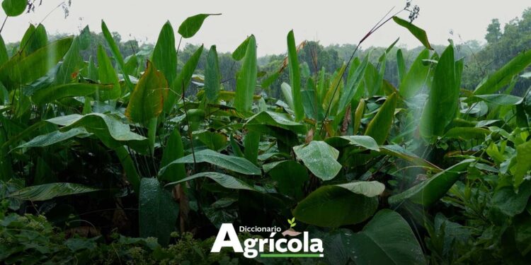 Diccionario Agrícola: Zonas de Recarga Hídrica