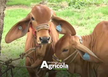 Diccionario Agrícola: Trazabilidad