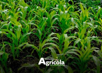 Diccionario Agrícola: Asociación de Cultivos