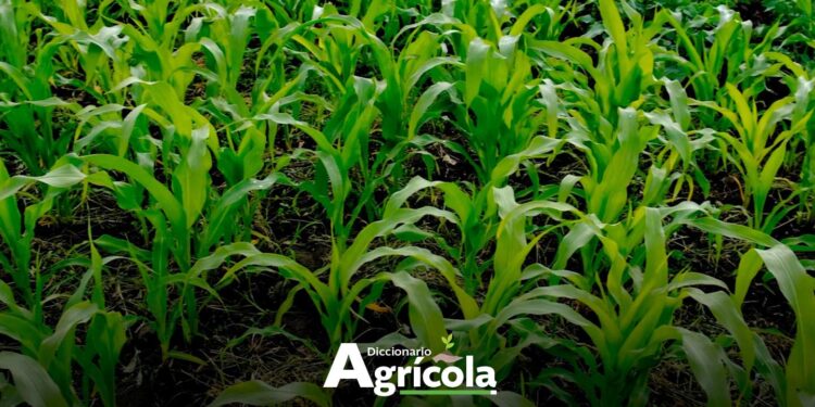 Diccionario Agrícola: Asociación de Cultivos