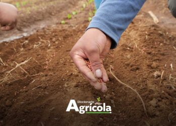 Diccionario Agrícola: Selección de semilla en campo
