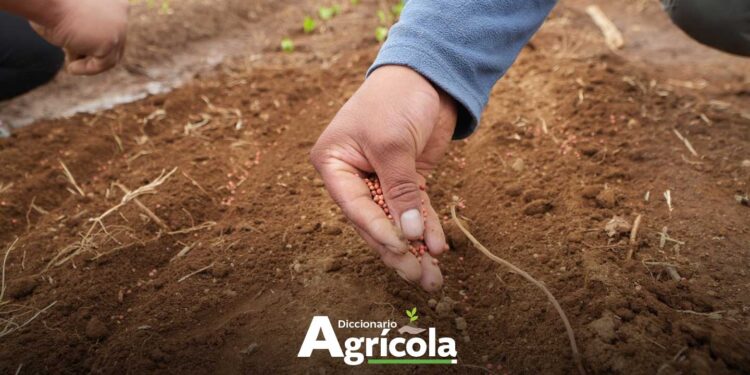 Diccionario Agrícola: Selección de semilla en campo