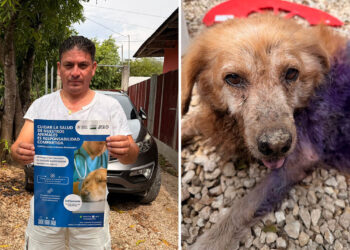 Verifican evolución de perro afectado por Gusano Barrenador