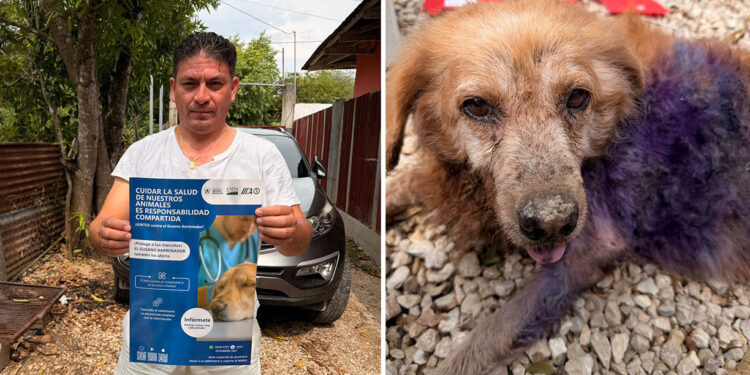 Verifican evolución de perro afectado por Gusano Barrenador