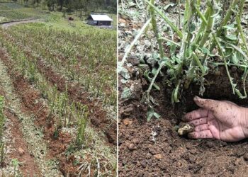 Promueven acciones sostenibles para prevenir la desertificación y enfrentar la sequía