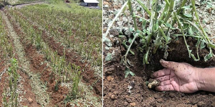 Promueven acciones sostenibles para prevenir la desertificación y enfrentar la sequía