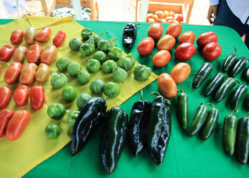 Impulsando la producción que nos alimenta