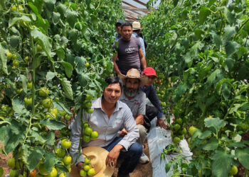 En Tejutla impulsan variedades resistentes en cultivos de tomate