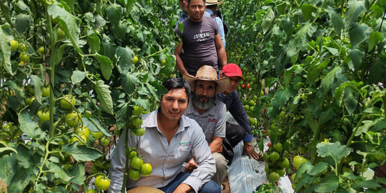 En Tejutla impulsan variedades resistentes en cultivos de tomate