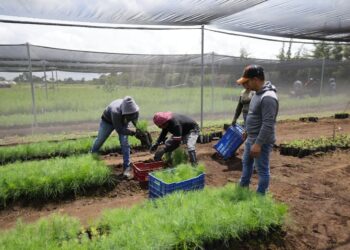 Entrega de plantas forestales fortalece la restauración de cuencas y el desarrollo rural