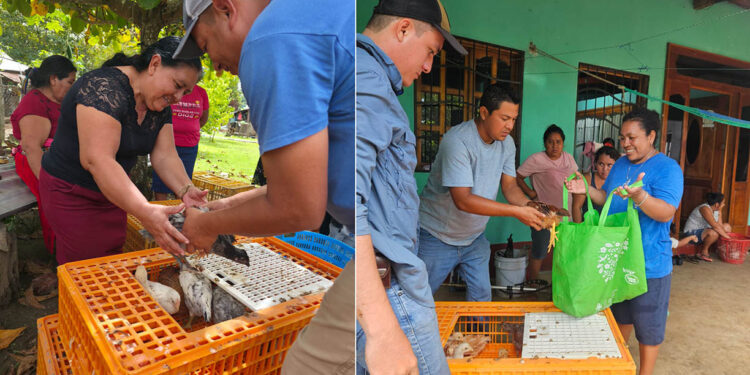 Entregan más de tres mil aves mejoradas a familias rurales en Petén
