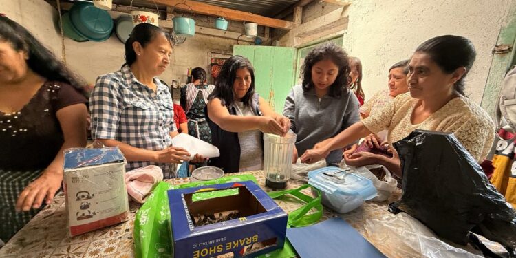 Elaboración de té artesanal impulsa economía de familias en San Marcos
