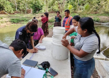 Fortalecen capacidades en cultivo de tilapia en Sayaxché