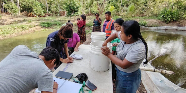Fortalecen capacidades en cultivo de tilapia en Sayaxché