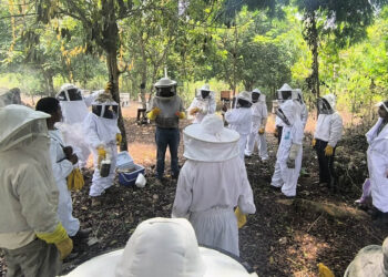 Fortalecen conocimientos de apicultores en crianza de reinas y manejo de colmenas