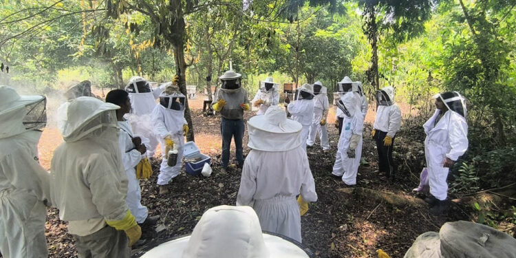 Fortalecen conocimientos de apicultores en crianza de reinas y manejo de colmenas