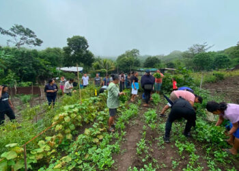Cosecha de hortalizas fortalece seguridad alimentaria en Villa Canales