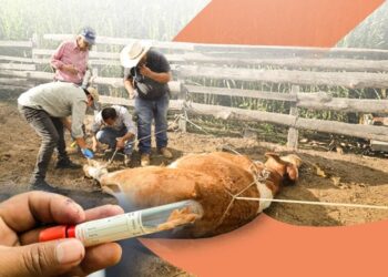 Acciones para prevenir y controlar el gusano barrenador