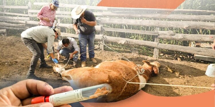 Acciones para prevenir y controlar el gusano barrenador