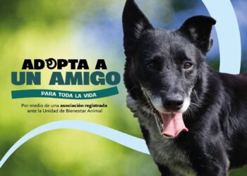 Requisitos para adoptar a un amigo fiel con la UBA
