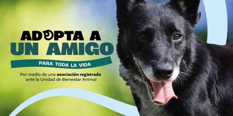 Requisitos para adoptar a un amigo fiel con la UBA