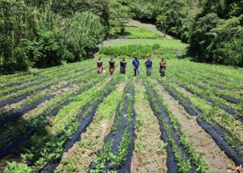 Los trópicos y la agricultura sostenible, un compromiso con la seguridad alimentaria