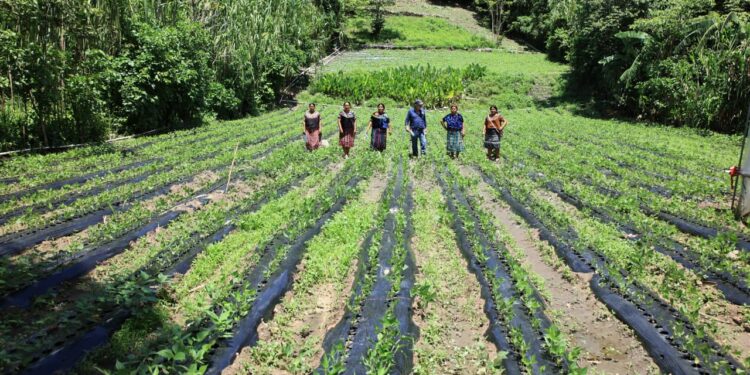 Los trópicos y la agricultura sostenible, un compromiso con la seguridad alimentaria