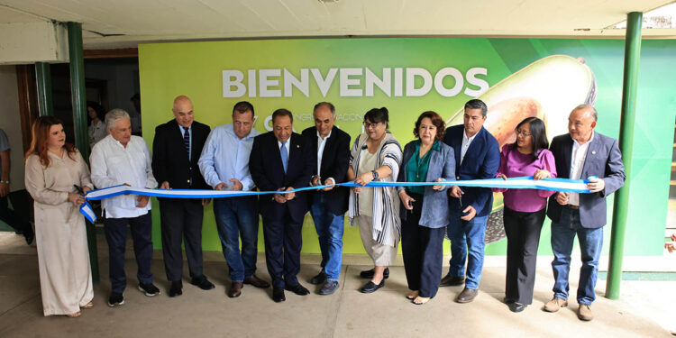 Sector aguacatero fortalece alianzas para ampliar mercados de exportación