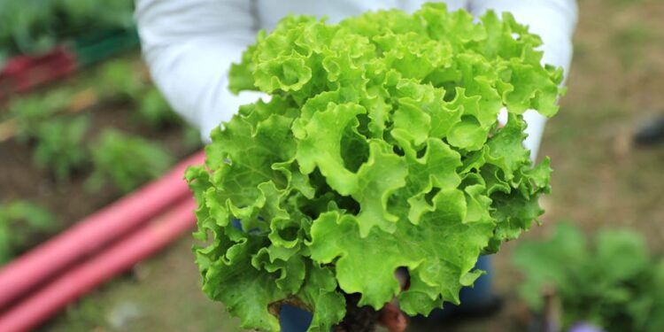 ¿Conoce los beneficios de consumir lechuga?