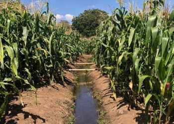 Lluvias intensas y altas temperaturas elevan riesgos para cultivos y ganado