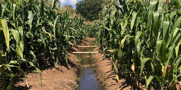Lluvias intensas y altas temperaturas elevan riesgos para cultivos y ganado