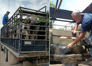 Inspeccionan más de 10 mil animales en prevención por el gusano barrenador