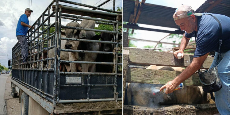 Inspeccionan más de 10 mil animales en prevención por el gusano barrenador
