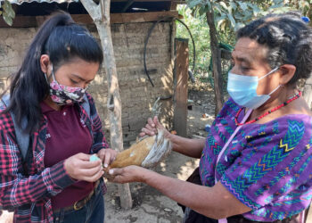 Más de 106 mil aves de traspatio protegidas mediante jornadas de vacunación