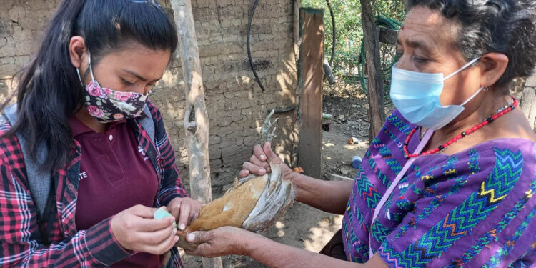Más de 106 mil aves de traspatio protegidas mediante jornadas de vacunación