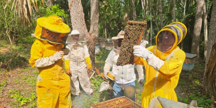 Monitorean sanidad de apiarios en cuatro departamentos