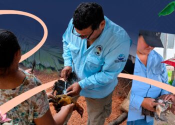 Vacunación de más de 100 mil aves fortalece la sanidad avícola