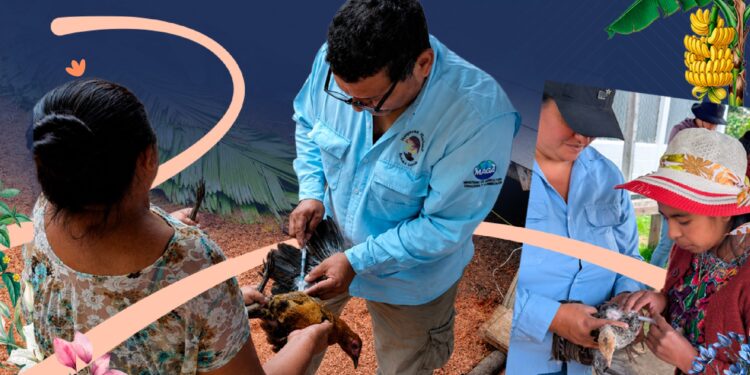 Vacunación de más de 100 mil aves fortalece la sanidad avícola