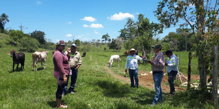 Pasturas de bajas emisiones apoyan resiliencia de productores de Alta Verapaz