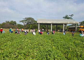 Productores de Santa Rosa abastecen sus hogares con cultivos de ciclo corto