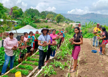 Productores de Santa Rosa diversifican cultivos y recolectan excedentes de rábano
