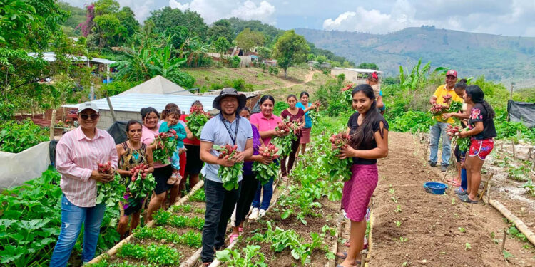 Productores de Santa Rosa diversifican cultivos y recolectan excedentes de rábano
