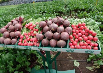 La importancia de las verduras y hortalizas frescas