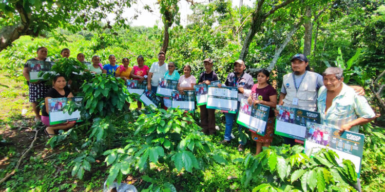 Promueven sistemas agroforestales y manejo nutricional en cultivos de café